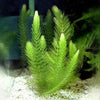 Hornwort (Coontail) Live Fish Tank Plants Aquarium Plant