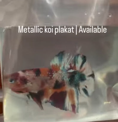 Metallic Galaxy Koi male - Customer’s request