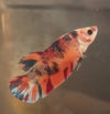 Metallic koi female - Customer’s request