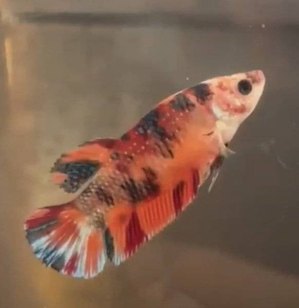 Metallic koi female - Customer’s request