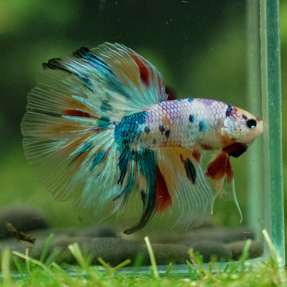 Candy/Galaxy Koi Halfmoon - 15 weeks old