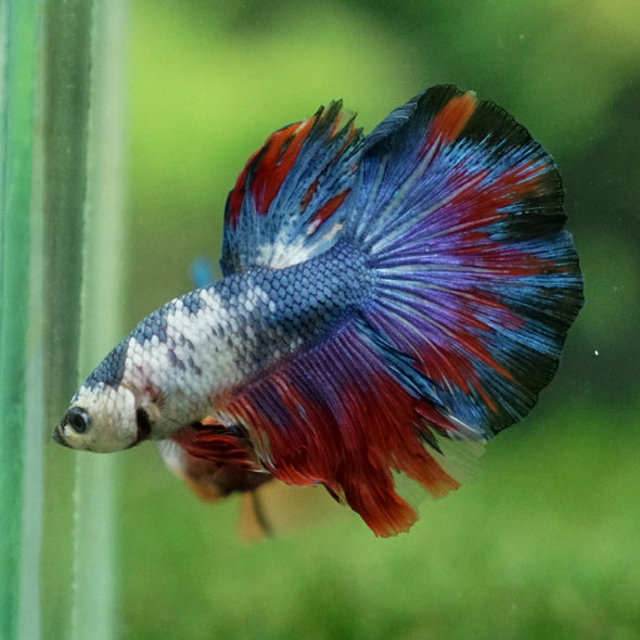 Candy/Galaxy Koi Halfmoon - 11 weeks old