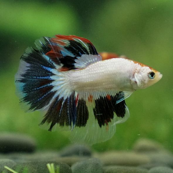 Candy/Galaxy Koi Halfmoon - 11 weeks old