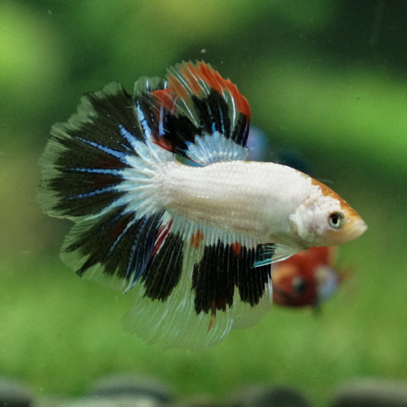 Candy/Galaxy Koi Halfmoon - 11 weeks old