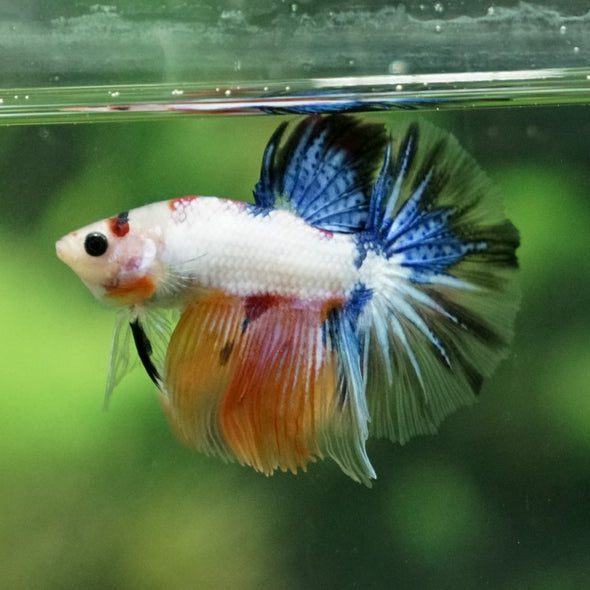 Candy/Galaxy Koi Halfmoon - 11 weeks old