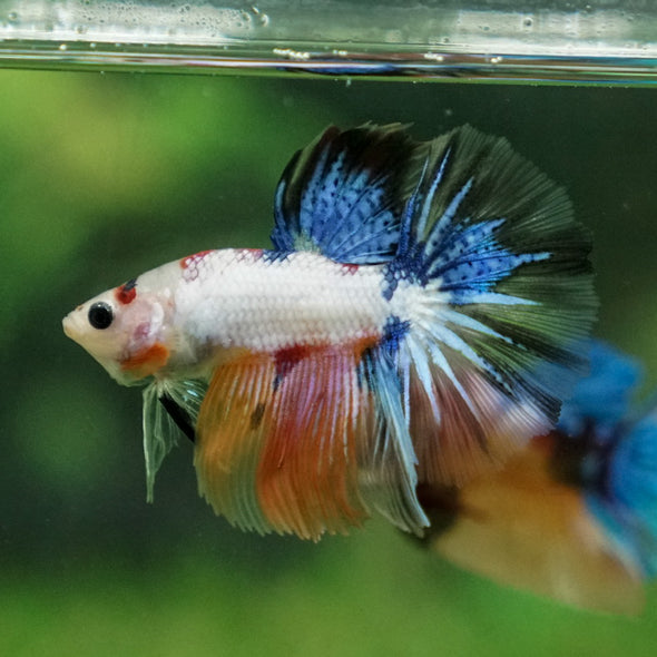 Candy/Galaxy Koi Halfmoon - 11 weeks old