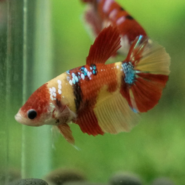 Multicolor/ Galaxy Koi Halfmoon- Female- 13 Weeks Old