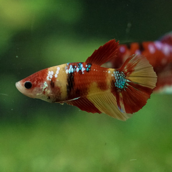 Multicolor/ Galaxy Koi Halfmoon- Female- 13 Weeks Old