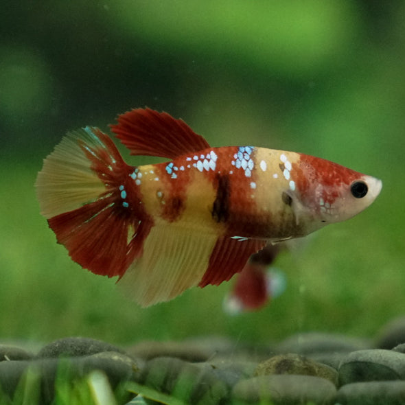 Multicolor/ Galaxy Koi Halfmoon- Female- 13 Weeks Old