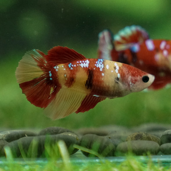 Multicolor/ Galaxy Koi Halfmoon- Female- 13 Weeks Old