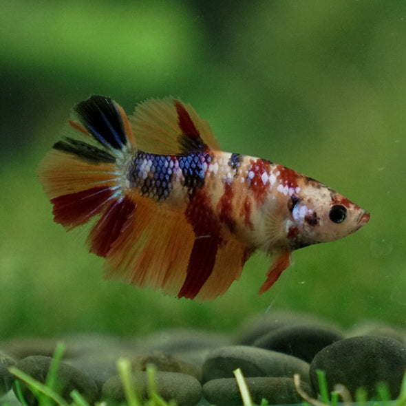 Multicolor/ Galaxy Koi Halfmoon- Female- 13 Weeks Old