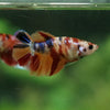 Multicolor/ Galaxy Koi Halfmoon- Female- 13 Weeks Old