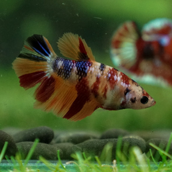 Multicolor/ Galaxy Koi Halfmoon- Female- 13 Weeks Old