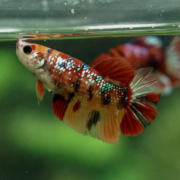 Multicolor/ Galaxy Koi Halfmoon- Female- 13 Weeks Old