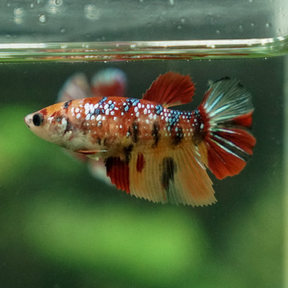 Multicolor/ Galaxy Koi Halfmoon- Female- 13 Weeks Old