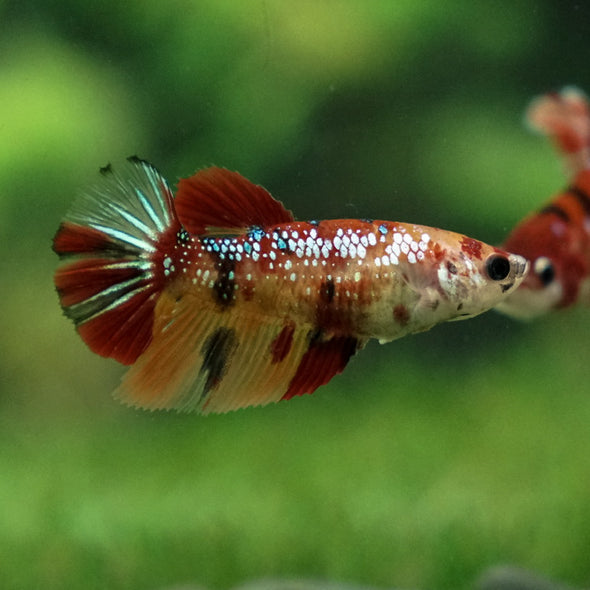 Multicolor/ Galaxy Koi Halfmoon- Female- 13 Weeks Old