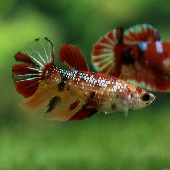 Multicolor/ Galaxy Koi Halfmoon- Female- 13 Weeks Old