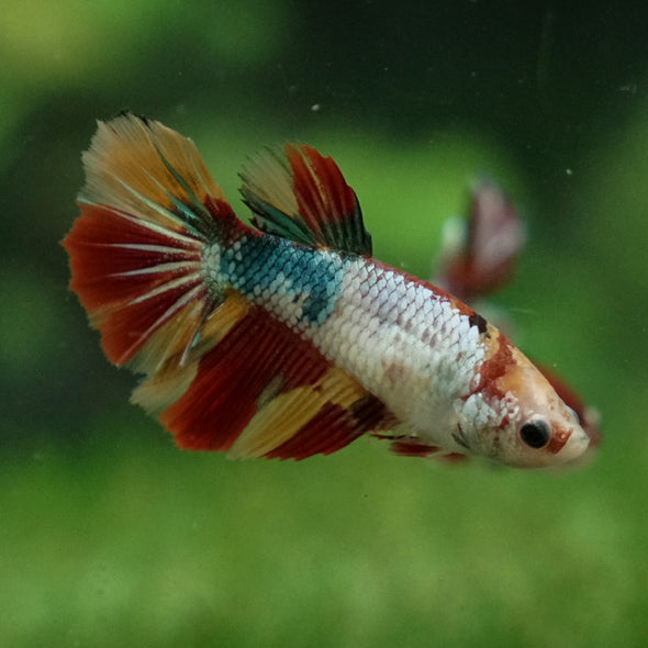 Multicolor/ Galaxy Koi Halfmoon- Female- 13 Weeks Old