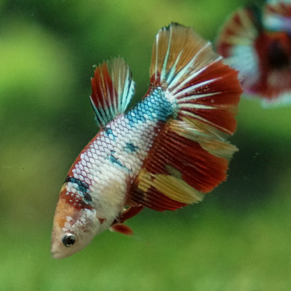 Multicolor/ Galaxy Koi Halfmoon- Female- 13 Weeks Old