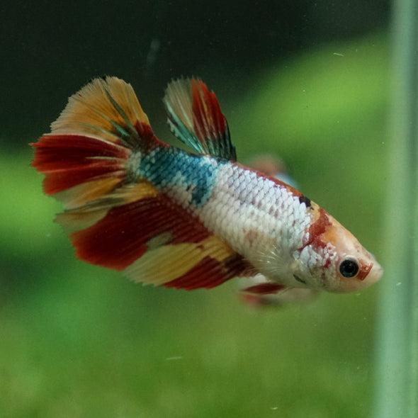 Multicolor/ Galaxy Koi Halfmoon- Female- 13 Weeks Old