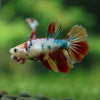 Multicolor/ Galaxy Koi Halfmoon- Female- 13 Weeks Old