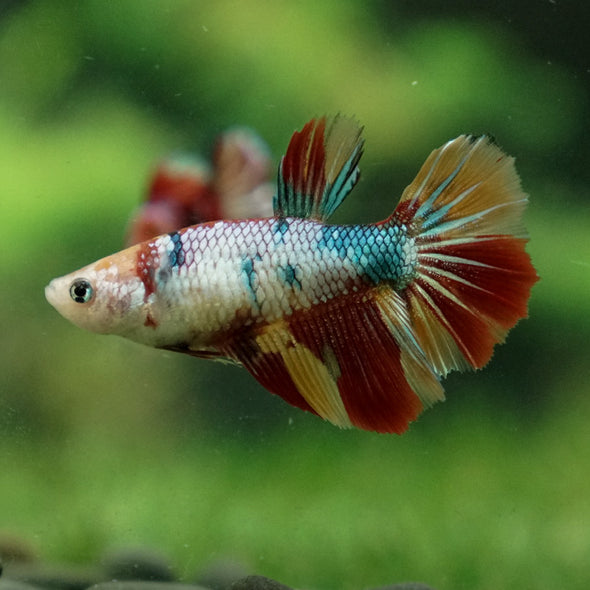 Multicolor/ Galaxy Koi Halfmoon- Female- 13 Weeks Old