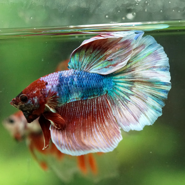 Galaxy/Candy Koi Halfmoon - 14 weeks old