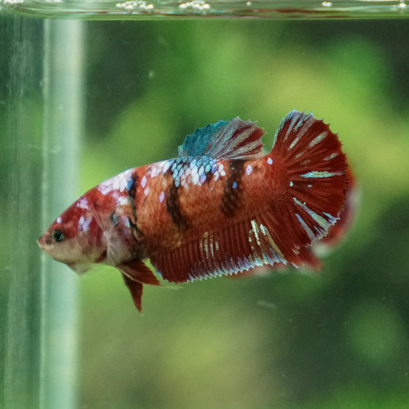 Multicolor/ Galaxy Koi Plakat- Female- 13 Weeks Old