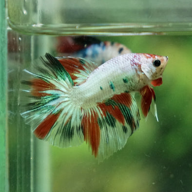 Galaxy Koi Halfmoon - 11 weeks old