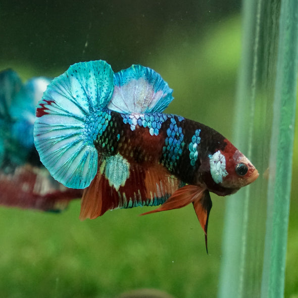 Multicolor/Galaxy Koi Plakat -13 weeks Old