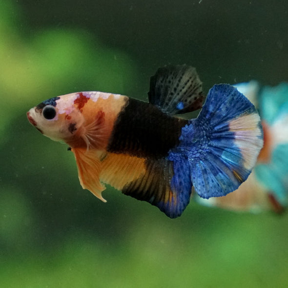 Multicolor/Galaxy Koi Plakat -11 weeks Old