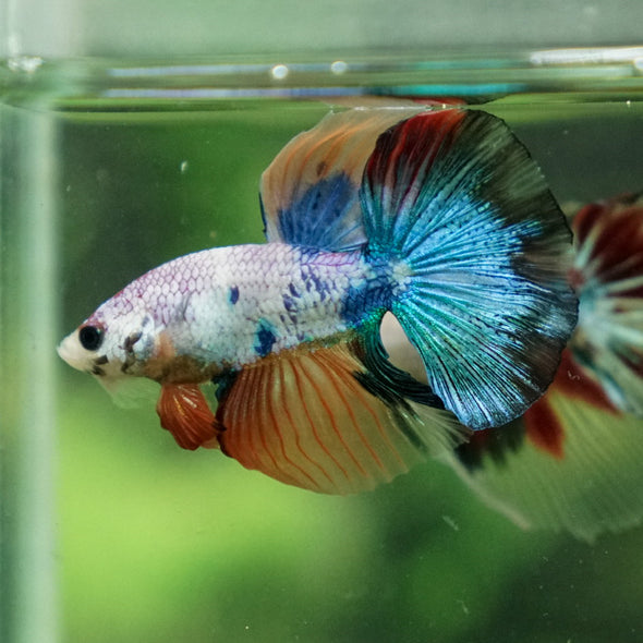 Galaxy Koi Halfmoon - 11 weeks old