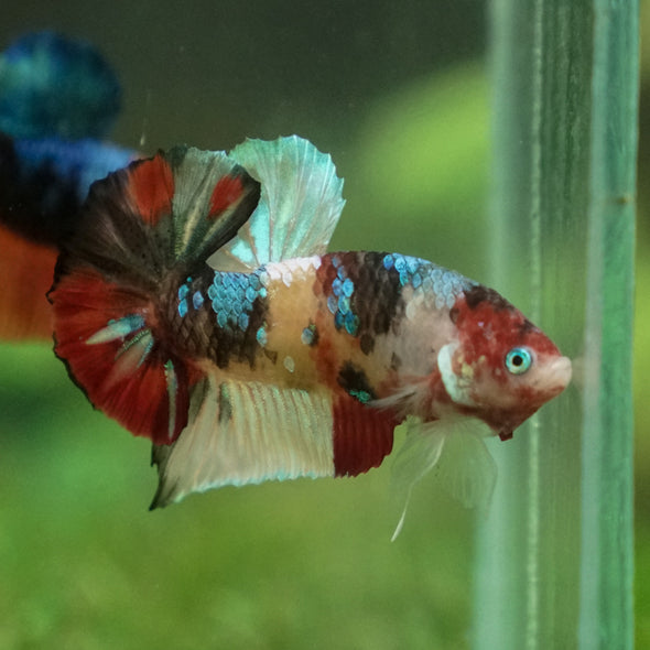 Multicolor/Galaxy Koi Plakat -13 weeks Old