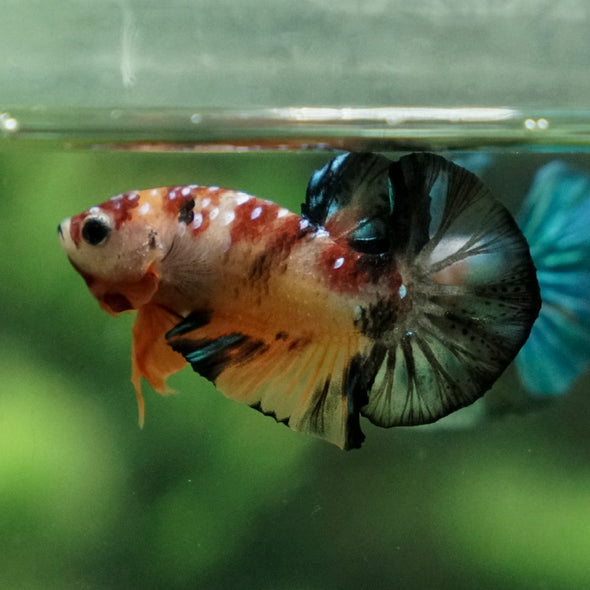 Multicolor/Galaxy Koi Plakat -11 weeks Old