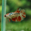 Multicolor/ Galaxy Koi Halfmoon - Female- 13 Weeks Old