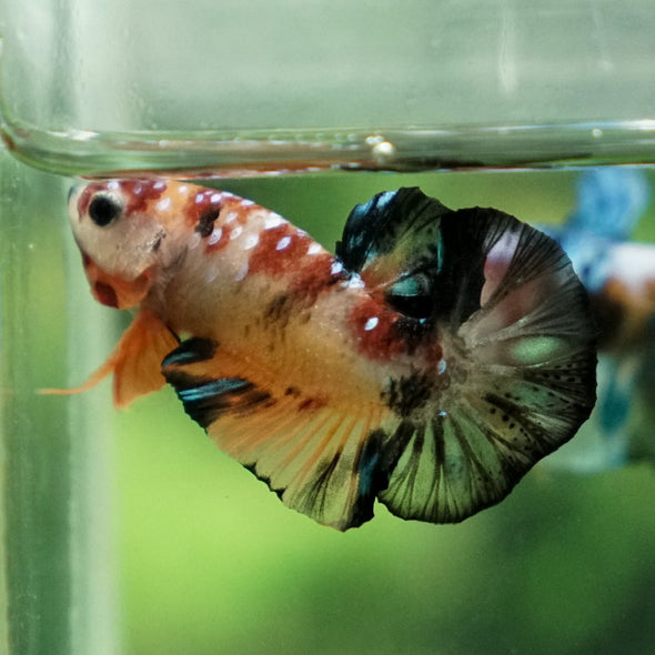 Multicolor/Galaxy Koi Plakat -11 weeks Old