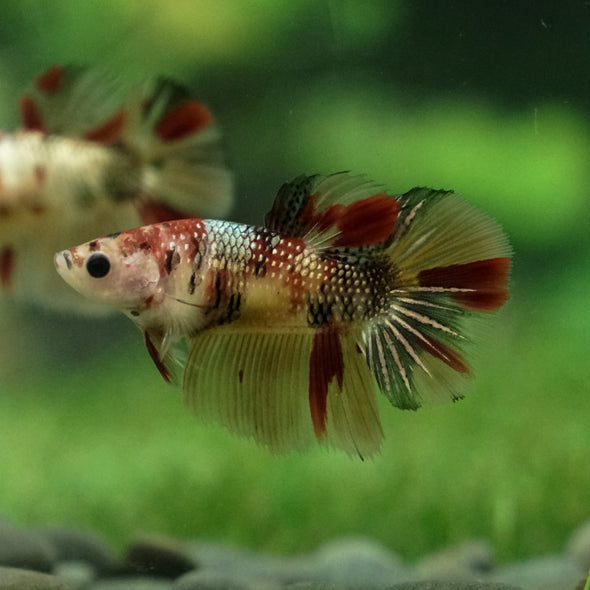 Multicolor/ Galaxy Koi Halfmoon - Female- 13 Weeks Old