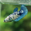 Blue/Green Dalmatian Plakat- Female