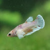 Candy Koi Plakat- Female- 9 Weeks Old