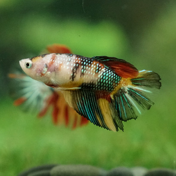 Multicolor/ Galaxy Koi Halfmoon - Female- 13 Weeks Old