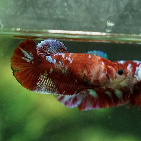 Multicolor/ Galaxy Koi Plakat- Female- 13 Weeks Old