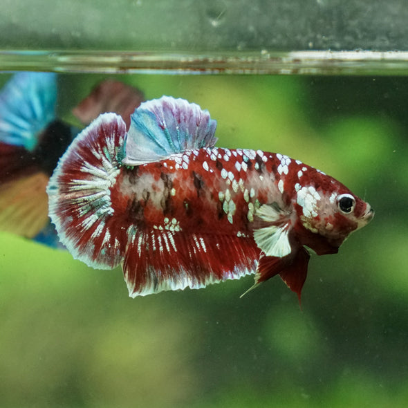 Multicolor/Galaxy Koi Plakat -13 weeks Old