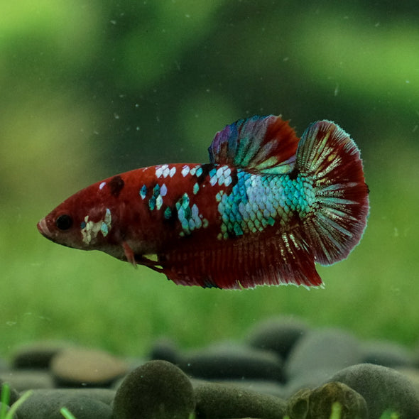 Multicolor/ Galaxy Koi Plakat- Female- 13 Weeks Old