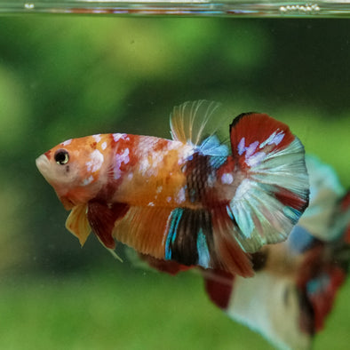 Multicolor/Galaxy Koi Plakat -13 weeks Old