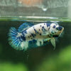 Blue/Green Dalmatian Plakat- Female