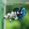 Blue/Green Dalmatian Plakat- Female