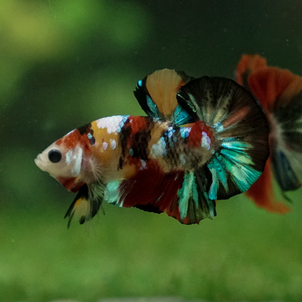 Multicolor/Galaxy Koi Plakat -11 weeks Old