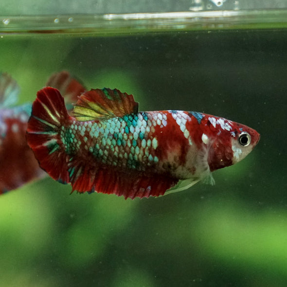 Multicolor/ Galaxy Koi Plakat- Female- 13 Weeks Old