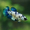 Blue/Green Dalmatian Plakat- Female