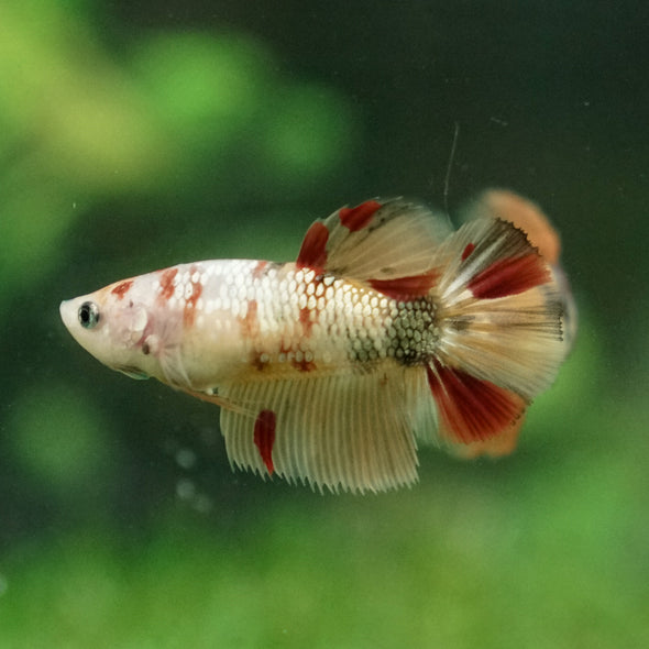 Multicolor/ Galaxy Koi Halfmoon - Female- 13 Weeks Old